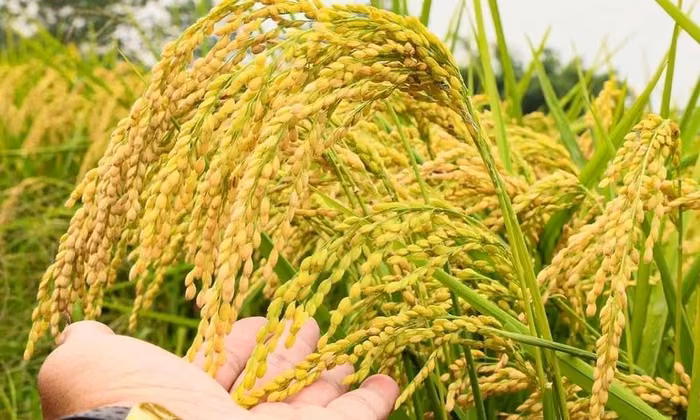 Ngày 26/8: Giá một số loại lúa tươi và gạo nguyên liệu xuất khẩu giảm