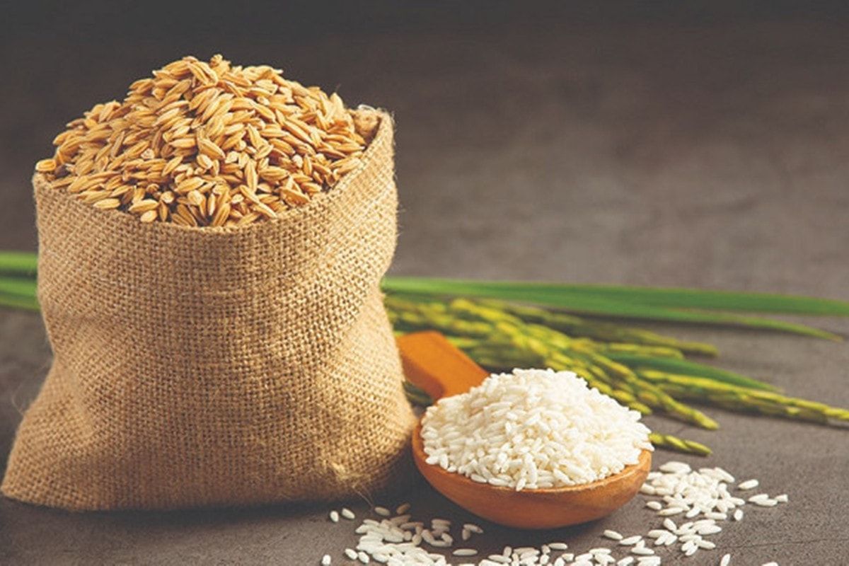 Giá lúa gạo ngày hôm nay: 23/9/2026: Lúa tươi đồng loạt tăng 100 đồng/kg