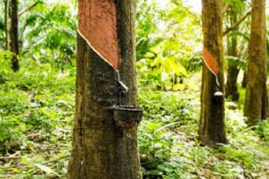 Ngày 27/7: Giá cao su thế giới tiếp tục diễn biến phân hóa