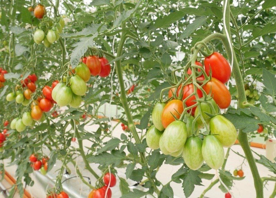 European Parliament officially approves regulation on crops created with new genomic techniques