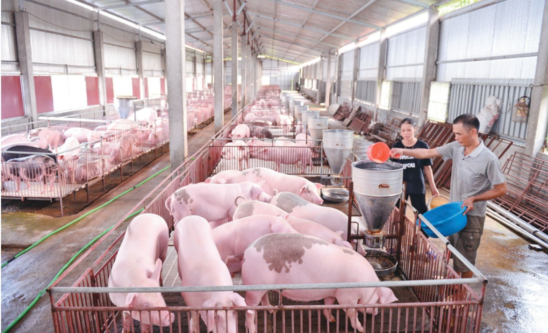 Giá heo hơi ngày hôm nay 8/10: Giá heo giảm tại cả ba miền