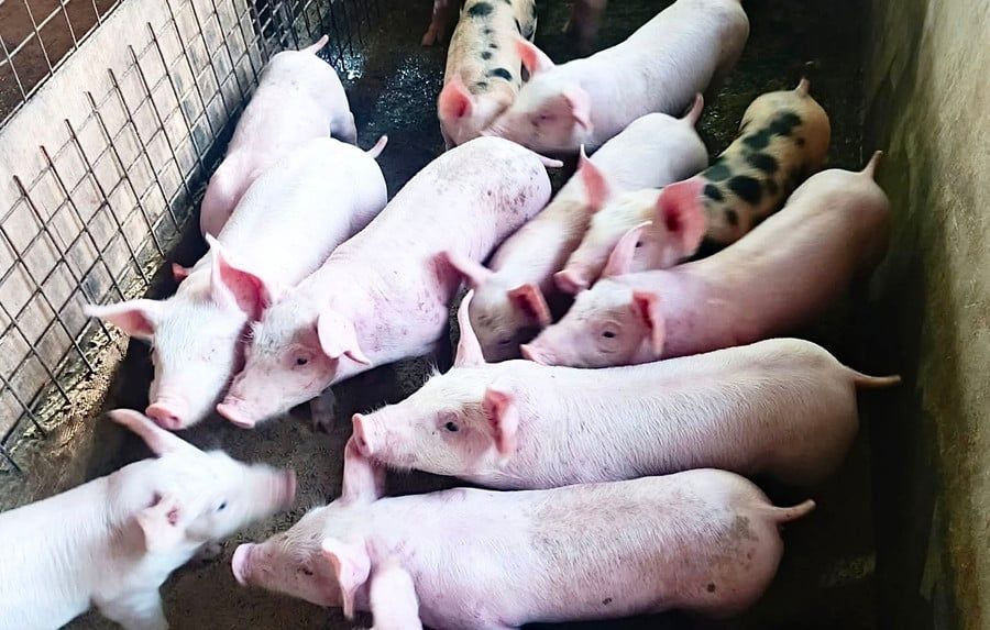 Giá heo hôm nay 13/9/2026: Mốc 60.000 đồng/kg biến mất, giá cả nước về 57.000-59.000 đồng