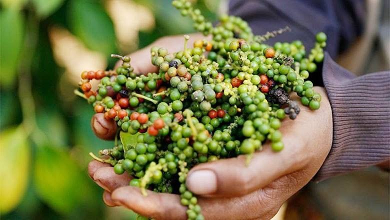 Giá tiêu hôm nay 9/9/2026: Thị trường tiếp tục “đứng yên”, cao nhất 137.000 đồng/kg