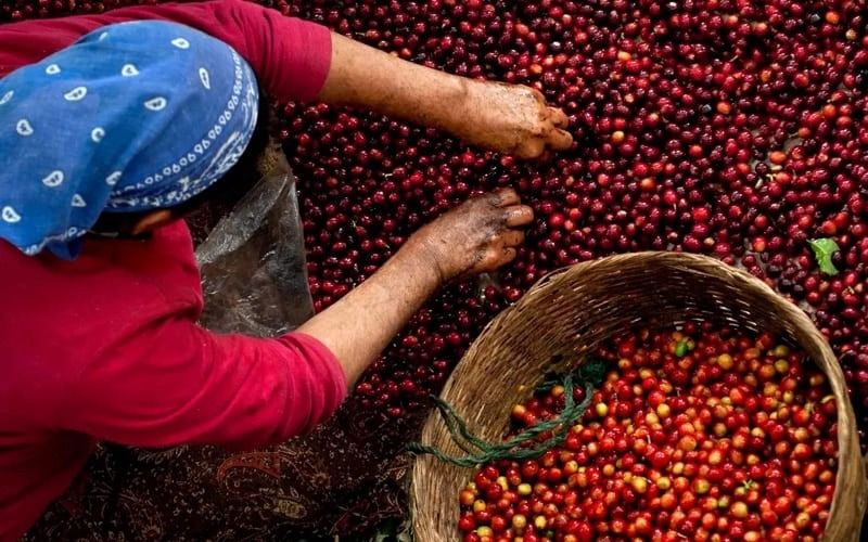 Giá cà phê ngày hôm nay 8/10: Robusta và Arabica cùng tăng, giá trong nước đi ngang