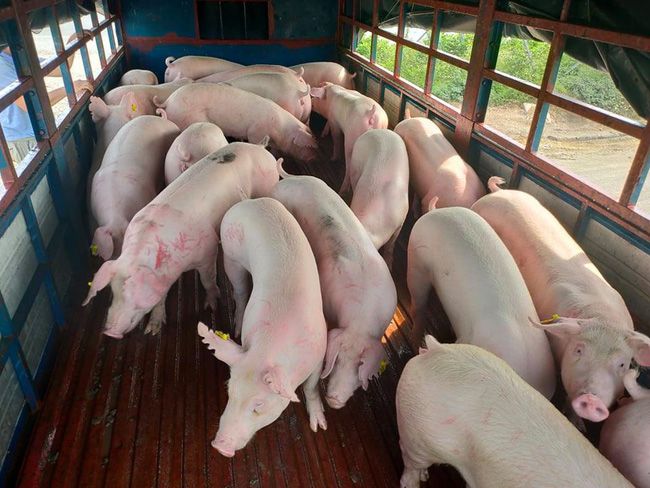 Giá heo hơi ngày hôm nay 18/9: Hà Nội cùng Hưng Yên lên 60.000 đồng/kg