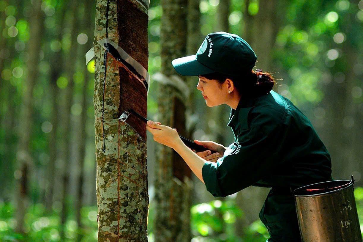 Giá cao su hôm nay 30/7: Giá cao su Nhật Bản xuống thấp nhất một tháng