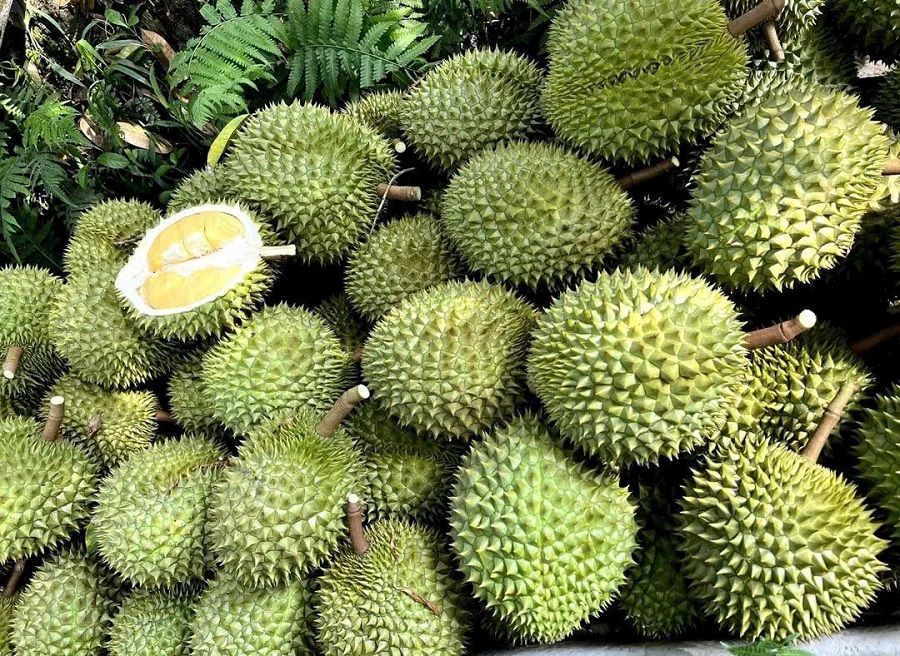 Giá sầu riêng hôm nay 21/8/2026: Giá tại Gia Lai giảm, thị trường tiếp tục phân hóa