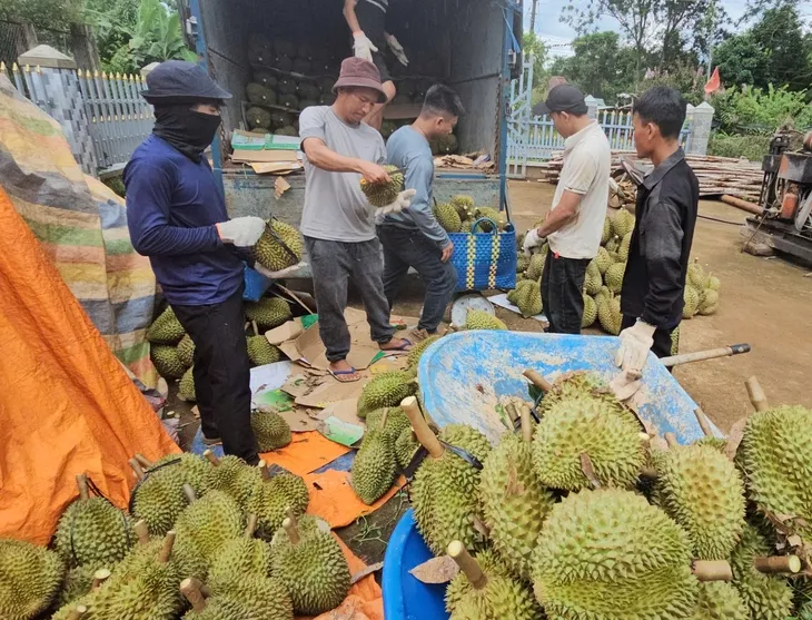 Giá sầu riêng ngày 9/7: Thị trường chững lại, nhiều vùng thu mua giữ giá