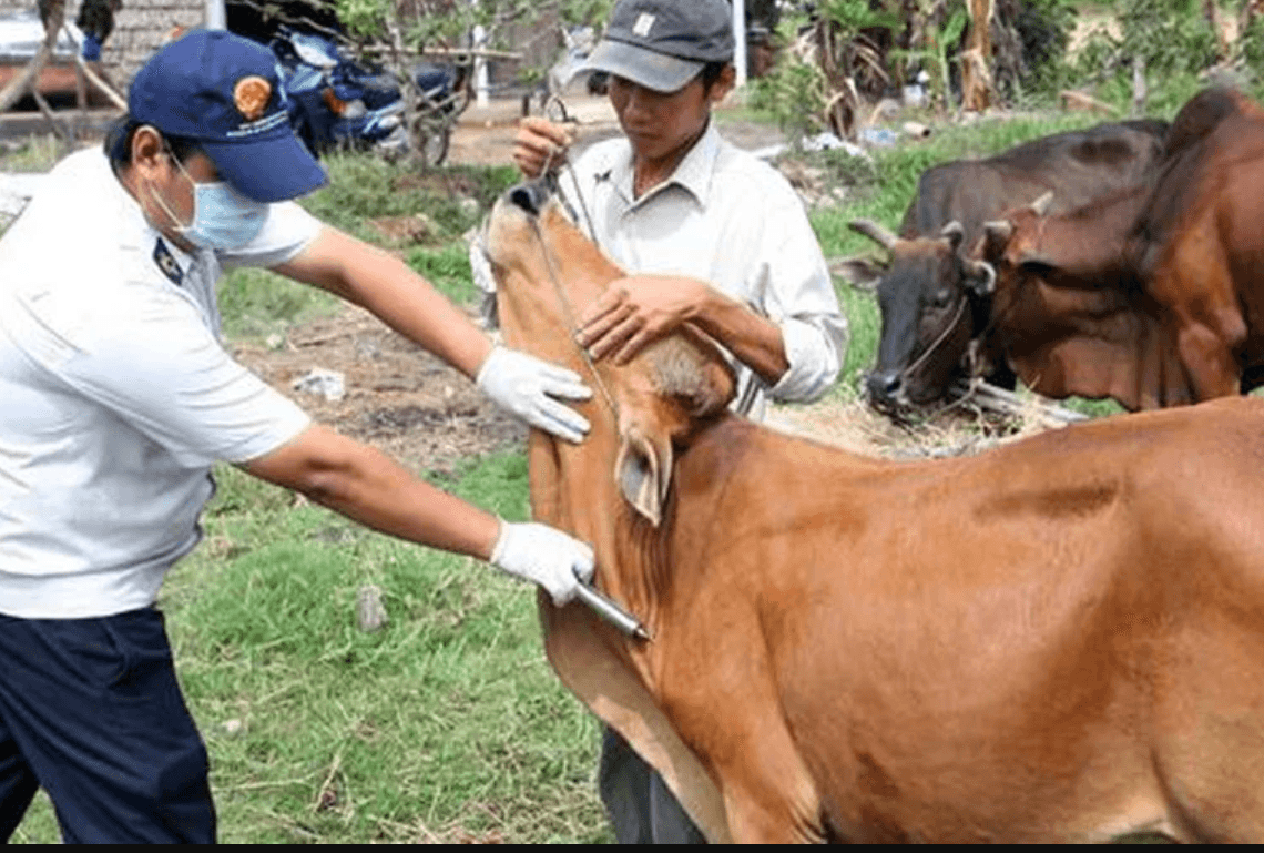 Bộ đề xuất Thủ tướng cho phép nhập khẩu vaccine SAT1 phòng bệnh lở mồm long móng khẩn cấp.
