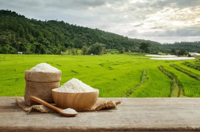 Giá lúa gạo hôm nay 10/9/2026: IR 504 và CL 555 giữ vùng 8.650 - 8.750 đồng/kg