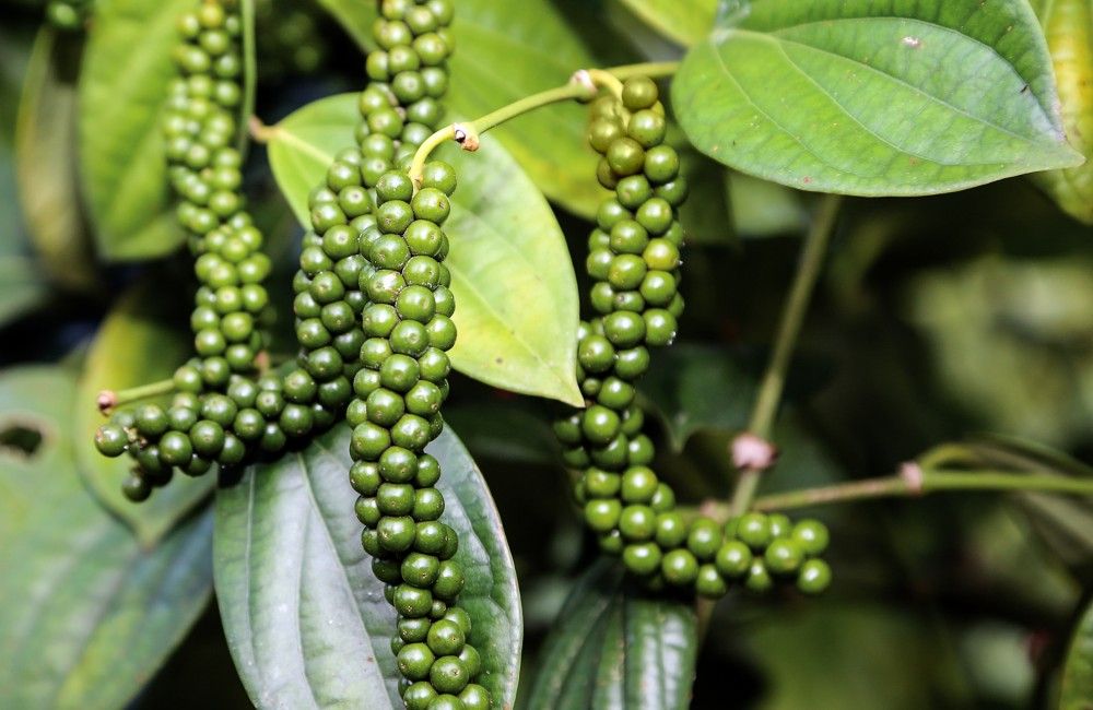 4824_Sarawak-pepper-02.jpg
