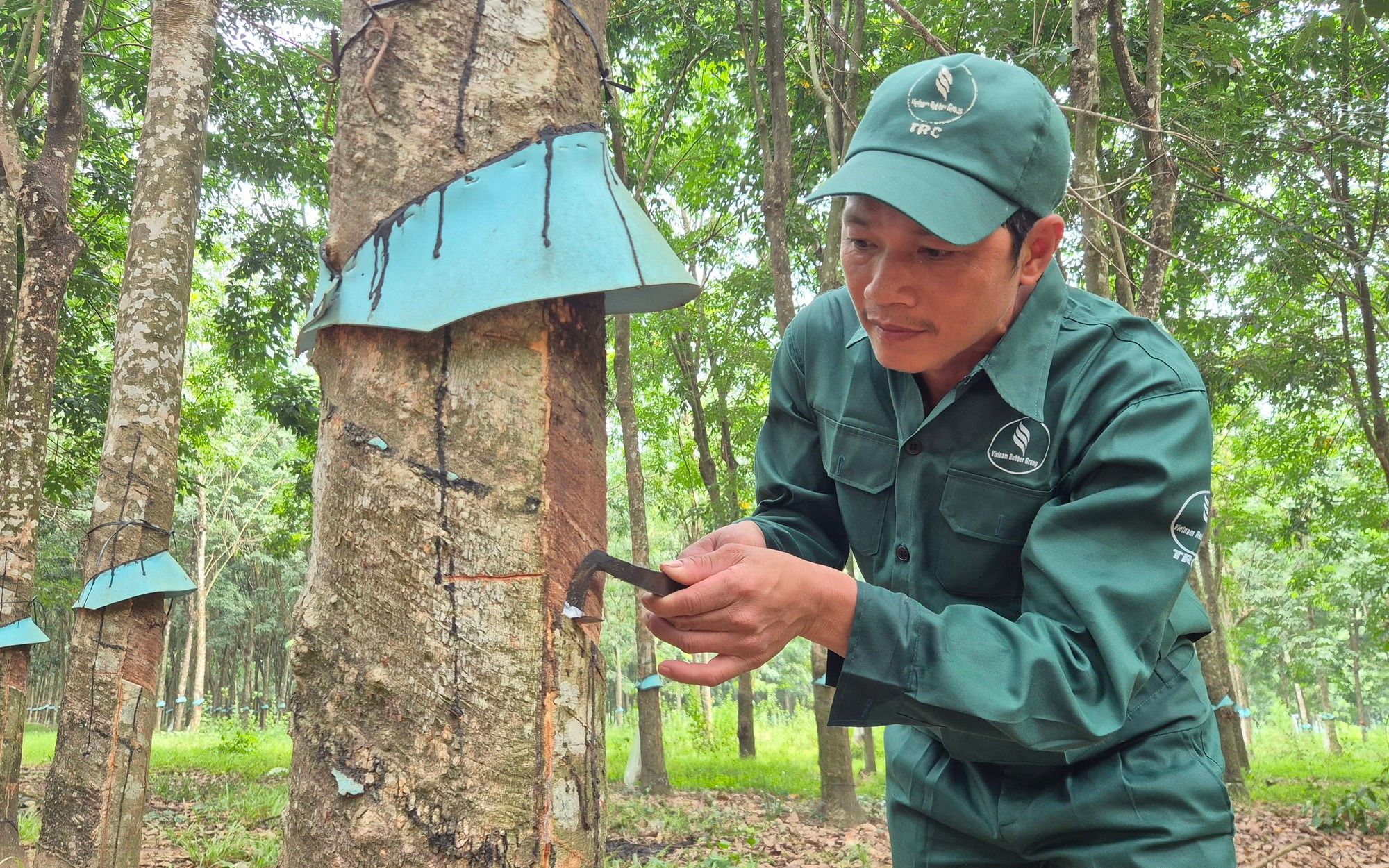 Giá cao su hôm nay 30/9/2026: Sàn Thượng Hải tăng mạnh, Nhật Bản giảm tới 2,59%
