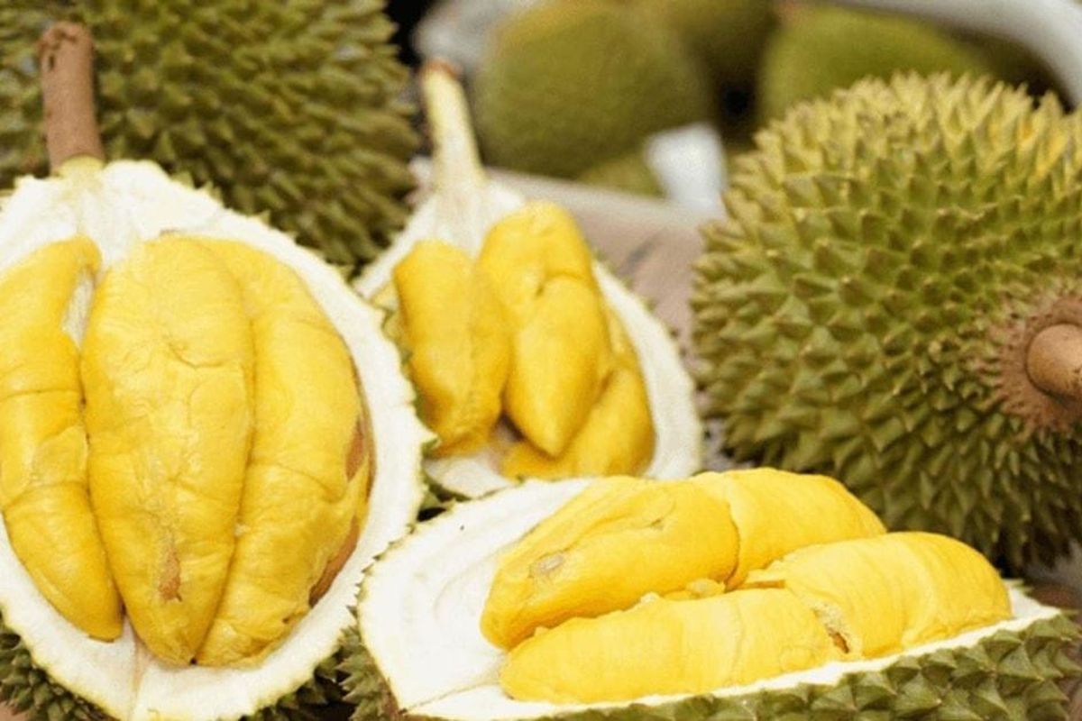 Giá sầu riêng ngày hôm nay 5/10/2026: Sầu Thái chạm 95.000 đồng/kg, giá giữa các vùng phân hóa mạnh
