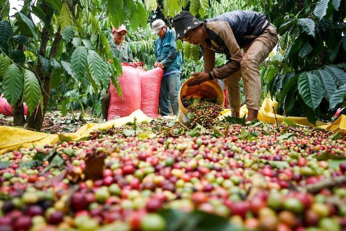 Giá cà phê ngày hôm nay 19/9: Giảm thêm 500 đồng/kg, rời xa mốc 95.000 đồng