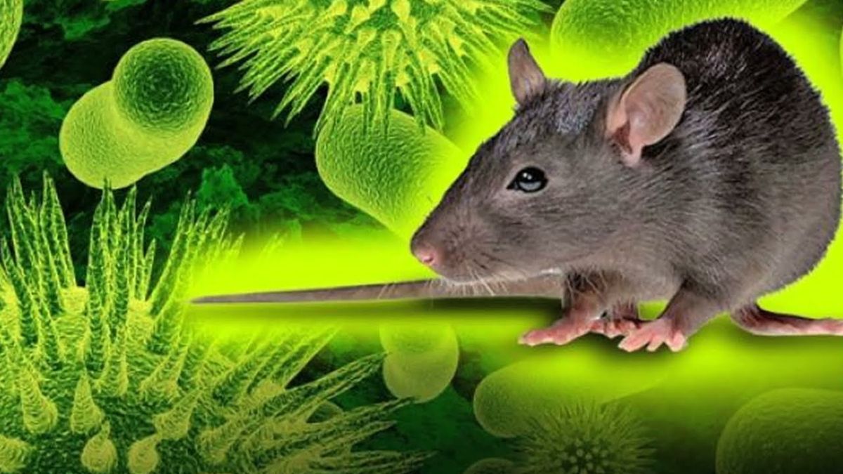 Ministry of Health warns about Hantavirus transmission from rodents to humans
