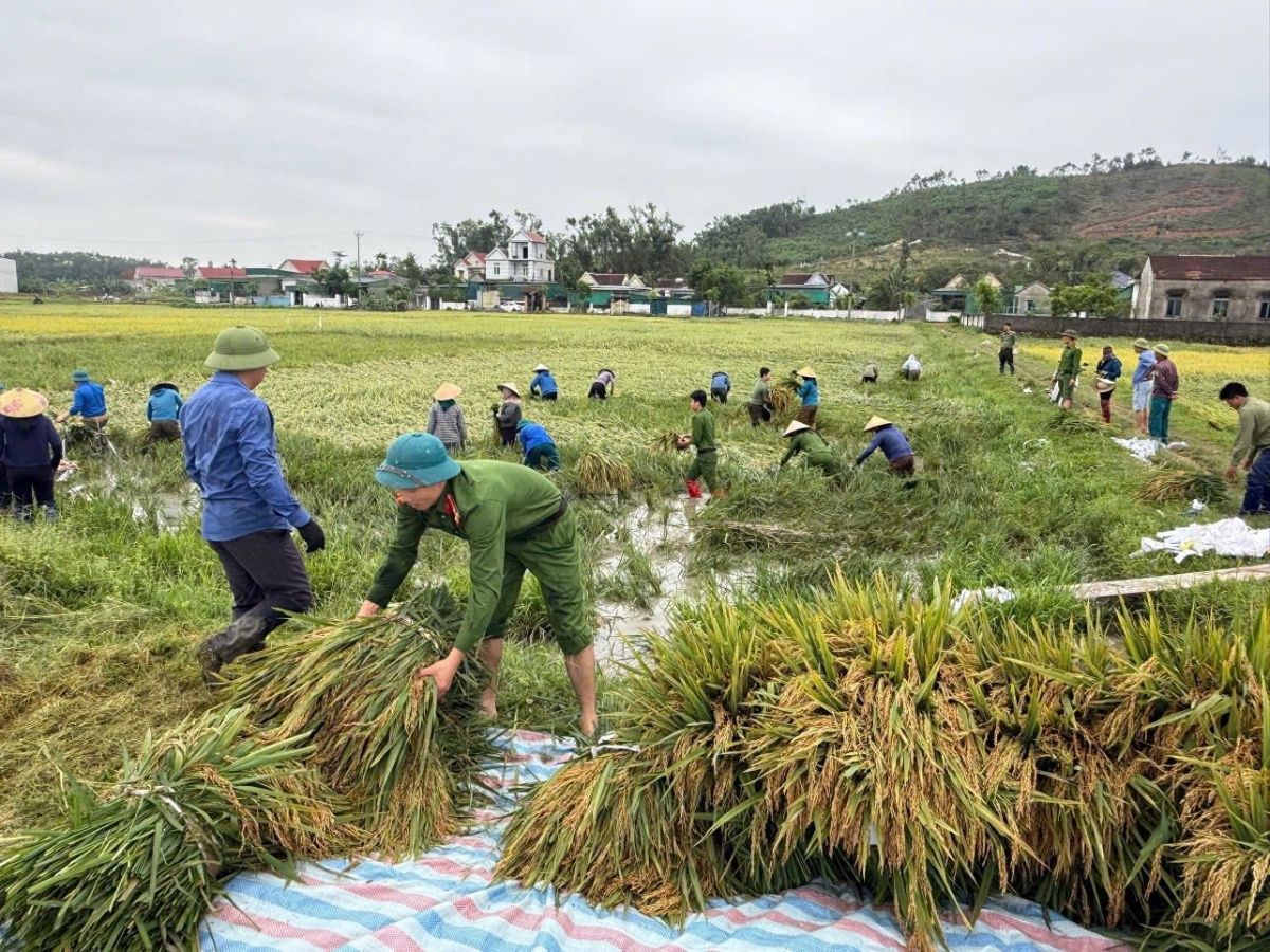 Authorities mobilize to save spring rice crops as storms damage farms in Vietnam's central region