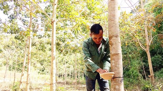 Bai-6-Một-người-nông-dân-xã-Sa-L.jpg