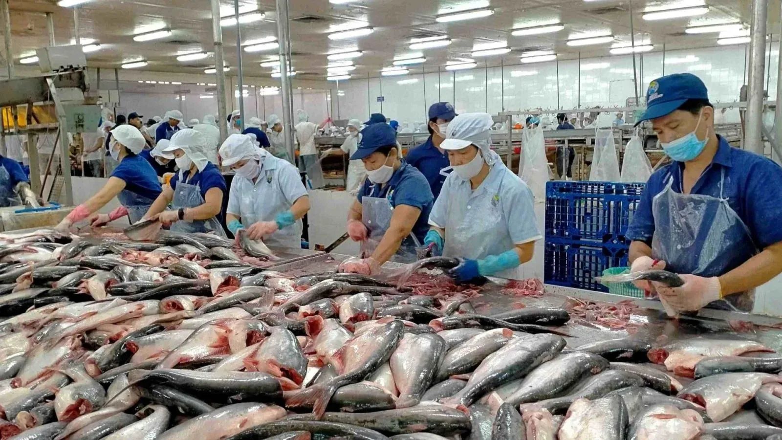 CTCP Nam Việt .webp