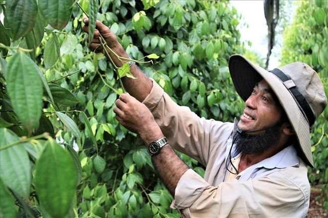 Giá tiêu hôm nay 25/8 Thị trường phân hóa, một số vùng tăng nhẹ