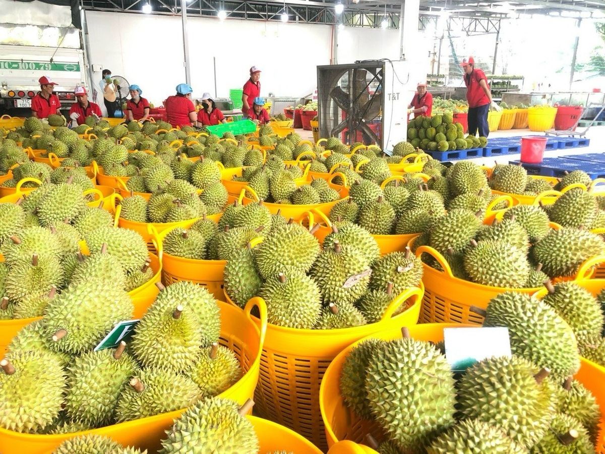 Giá sầu riêng hôm nay 29/9/2026: Ri6 giảm tới 17.000 đồng/kg, sầu Thái diễn biến trái chiều