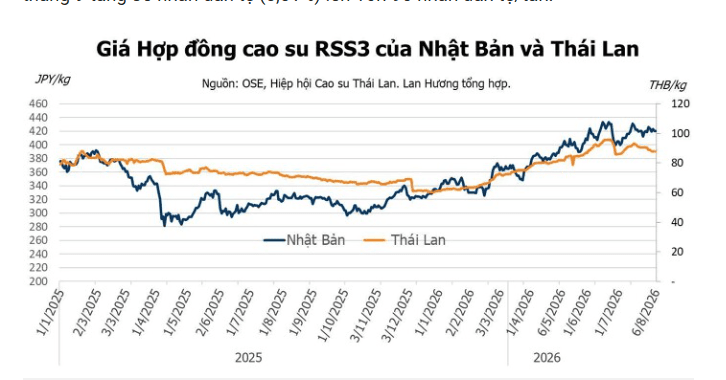 Giá cao su hôm nay 7/8: Tăng khi giá dầu hồi phục