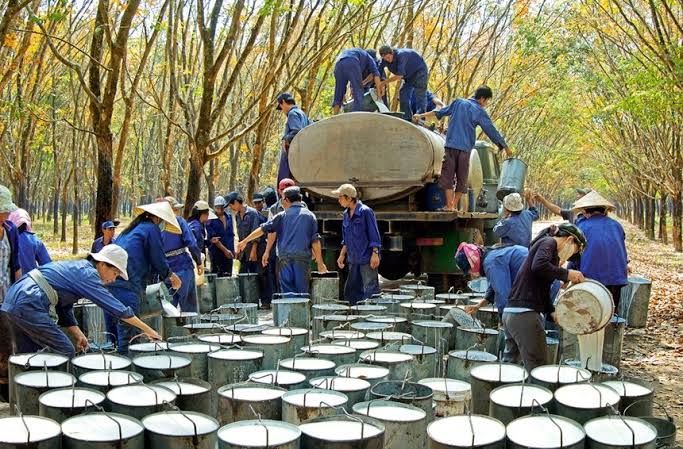 Tập đoàn Công nghiệp cao su Việt Nam.jpeg