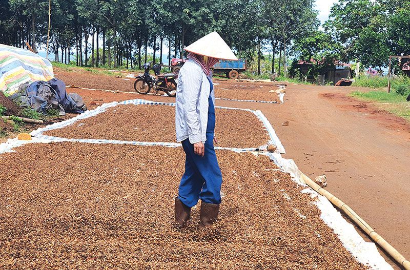Giá cà phê ngày hôm nay 24/9: Tây Nguyên giảm thêm 800 đồng/kg, thấp nhất 92.200 đồng