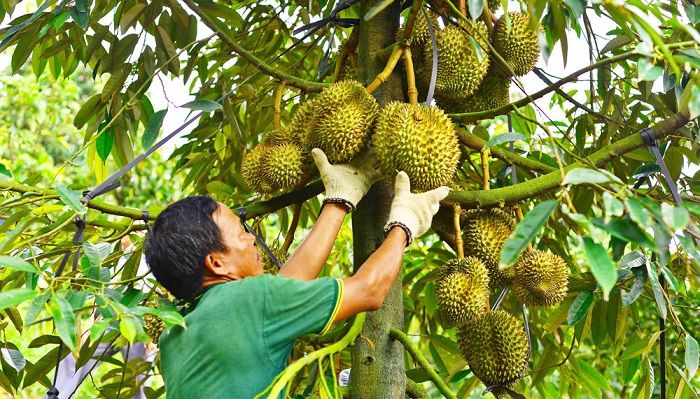 Giá sầu riêng hôm nay 10/8/ Sầu Thái loại A tại Đắk Lắk, Gia Lai giảm mạnh