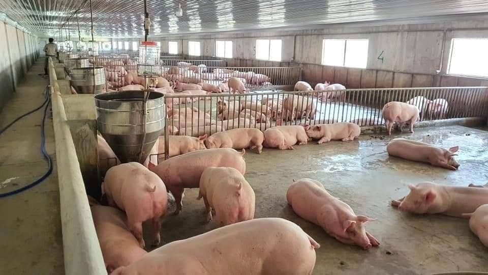 Giá heo hơi ngày hôm nay 4/10/2026: Giá cao nhất cả nước chỉ còn 57.000 đồng/kg