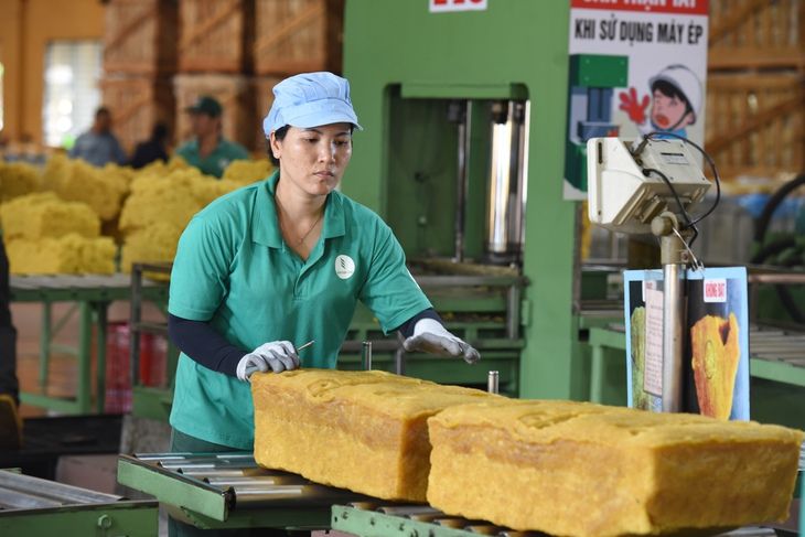 Giá cao su hôm nay 18/9: Cao su thế giới giằng co, giá mủ trong nước không đổi