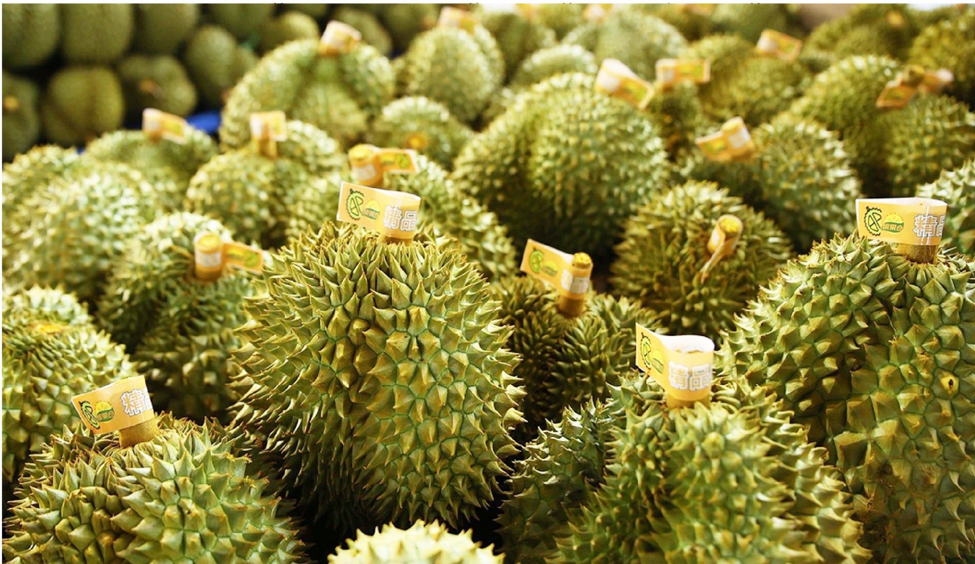 Giá sầu riêng ngày hôm nay 8/10: Giá đi ngang, kho thu mua phát triển mạnh tại vùng trồng