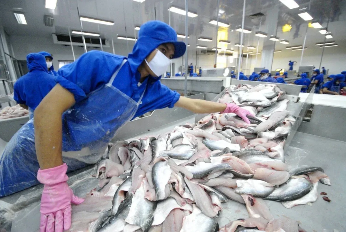 Cổ phiếu ANV tăng trần, VHC và IDI tăng giá khi xuất khẩu thủy sản tháng 9 tăng gần 12%