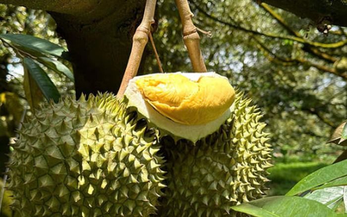 Giá sầu riêng ngày hôm nay 3/10/2026: Thái loại A chạm 92.000 đồng/kg, Ri6 phân hóa mạnh