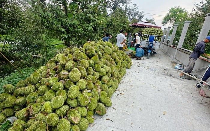 Giá sầu riêng hôm nay 8/9/2026: Sầu Thái có nơi chạm 87.000 đồng/kg, Ri6 vẫn ở mức thấp