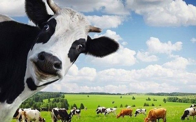 Vinamilk to pay about 3.87 trillion VND in cash dividends to shareholders