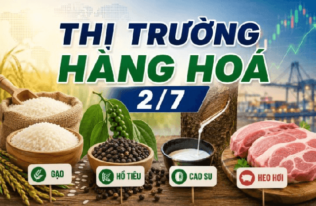 Commodities Market on July 2: Broad decline in live hog prices; rice and pepper hold steady; rubber advances on Asian exchanges