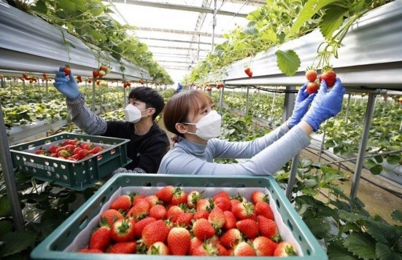 Bảo hiểm tai nạn bắt buộc cho lao động thời vụ Việt Nam đi sang Hàn Quốc