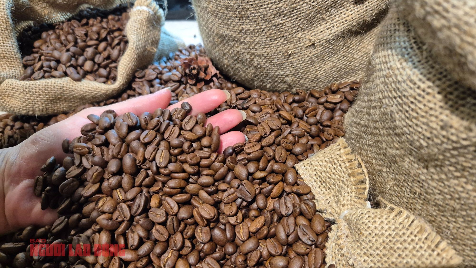 Giá cà phê ngày hôm nay 29/9/2026: Bật tăng lên 93.800 đồng/kg, nguồn cung Brazil vẫn gây sức ép