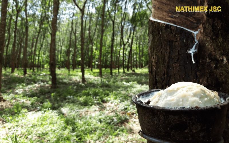 Giá cao su ngày hôm nay 14/9/2026: Sàn Thượng Hải tăng, doanh nghiệp Trung Quốc rót 40,8 triệu nhân dân tệ