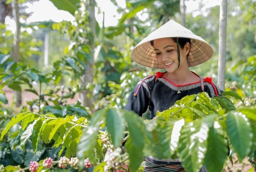 Giá cà phê hôm nay: ngày 27/5 tăng lên mức cao nhất một tuần, thị trường lo ngại rủi ro thời tiết