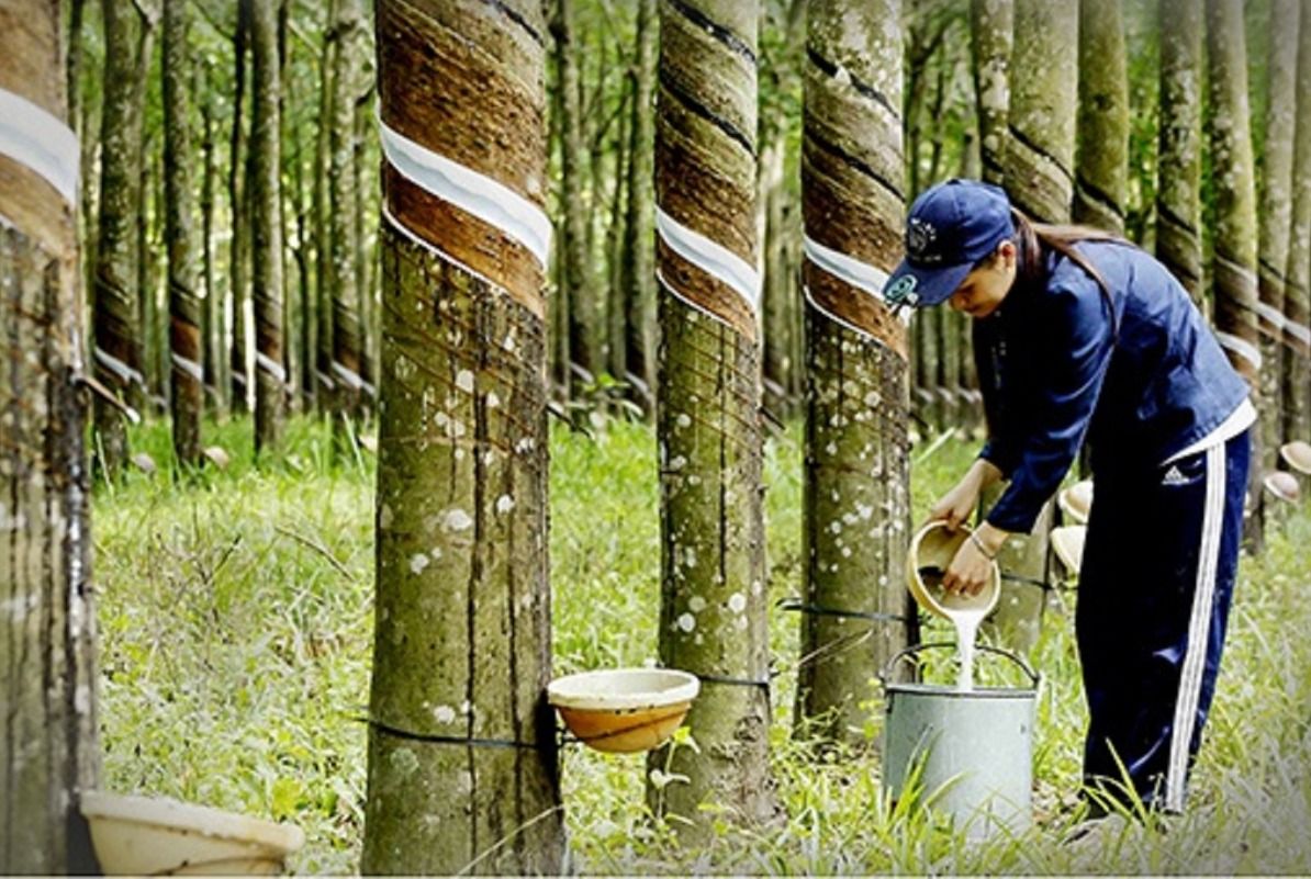 Giá cao su hôm nay 5/9/2026: Nhật Bản giảm phiên thứ tư, cao su trong nước vẫn đứng giá