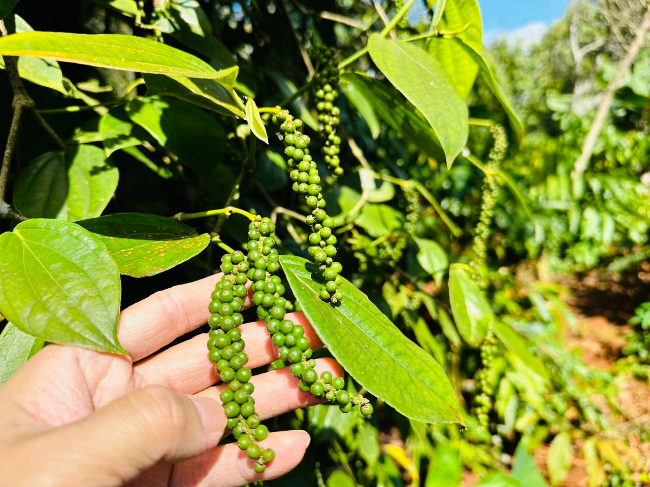 Giá tiêu hôm nay 5/9/2026: Giá trong nước đi ngang, xuất khẩu 8 tháng tăng hơn 10% về trị giá