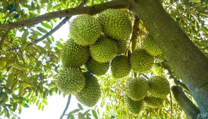 cham-soc-sau-rieng-sau-thu-hoach.jpg