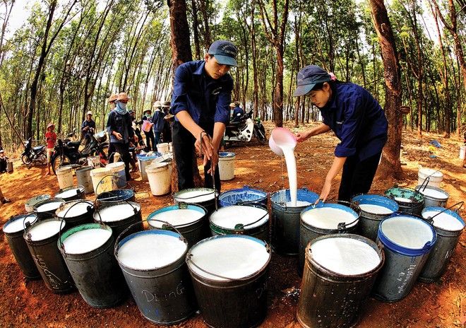 HRC tăng 4,4%, GVR gần 4%, loạt cổ phiếu cao su đồng loạt khởi sắc trong phiên sáng 26/8