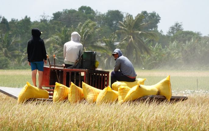 Giá lúa gạo ngày hôm nay 2/10/2026: Thị trường trong nước ổn định, gạo xuất khẩu chịu áp lực giảm