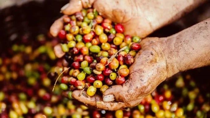 Giá cà phê ngày hôm nay 4/10/2026: Tây Nguyên giảm 800 đồng/kg, Brazil tăng mạnh xuất khẩu Robusta