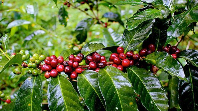 Giá cà phê hôm nay 4/9/2026: Cà phê trong nước mất 600 đồng/kg, thế giới lao dốc