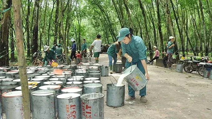Giá cao su hôm nay 20/7/2026: Biến động trái chiều