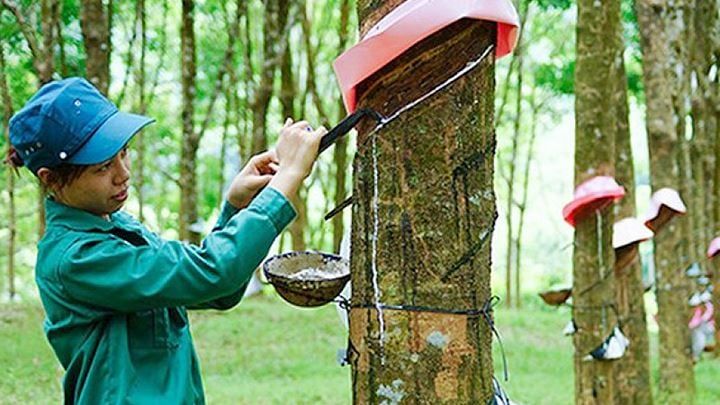 Giá cao su hôm nay 23/7: Thế giới đồng loạt giảm, thị trường trong nước giữ ổn định