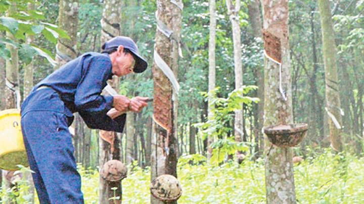Ngày 21/7: Giá cao su trên các sàn giao dịch châu Á đồng loạt tăng